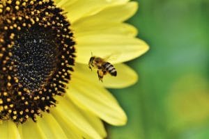 Bee Pollen: Chemical Composition and Therapeutic Application