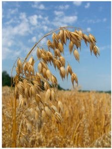 Why Oats Are Safe and Healthy for Celiac Disease Patients